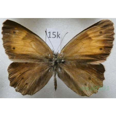 Kirinia climene roxandra (Herrich-Schäffer, 1850) male Armenia15k